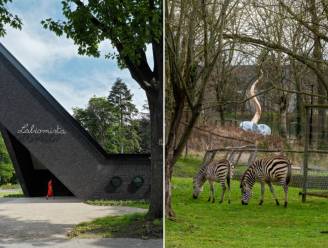 LABIOMISTA pakt uit met nieuwe sculpturen en... zebra’s 