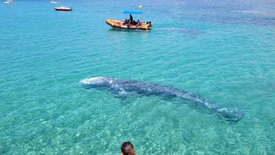 Verdwaalde grijze walvis duikt op nabij Mallorca