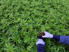 La police bruxelloise saisit plus de 300 plants de cannabis à Schaerbeek