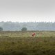 Definitief streep door windmolenparken Veluwe vanwege kwetsbare roofvogel