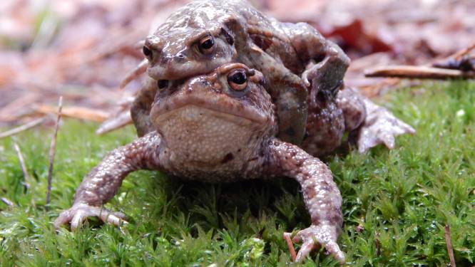 Koud en bewegingsloos staarden ze mij aan. Toch maakte een gevoel van euforie zich van mij meester