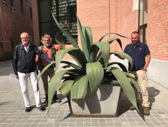 VIDEO Zestig jaar oude agave van cactusclub Aylostera krijgt zonnige plek aan Utopia