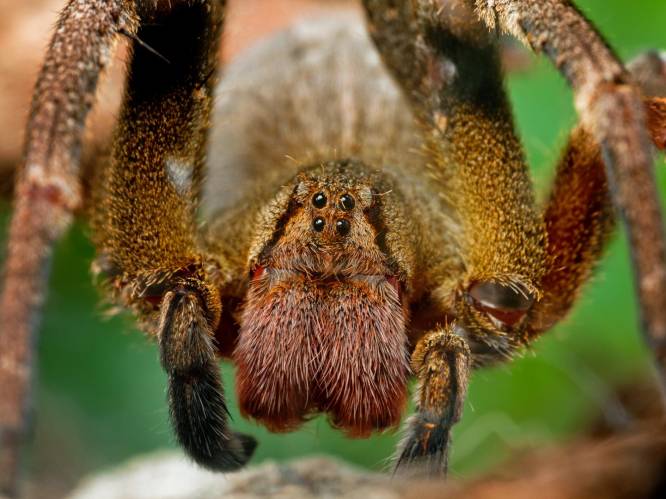 Hoe een extreem dodelijke spin mannen met erectieproblemen kan helpen: is dit dé nieuwe viagra