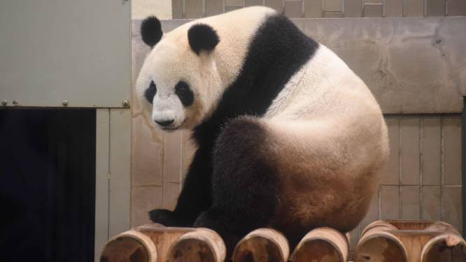 Reuzenpanda Shin Shin bevallen in Japanse zoo