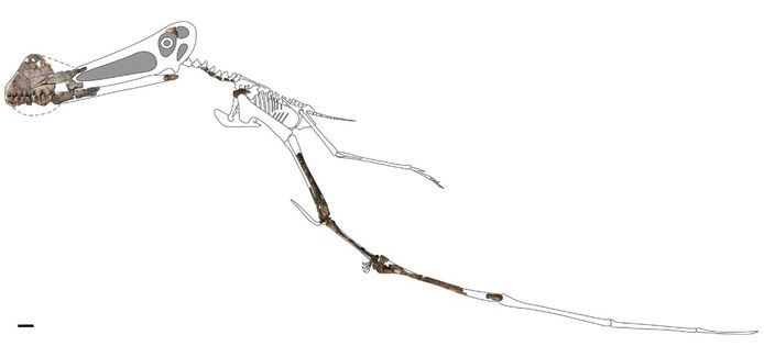 Fossielen van pterosauriërs zijn zeldzaam, omdat hun botten dun en hol waren.