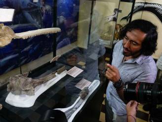 Wetenschappers vinden fossiel van miljoenen jaren oude dolfijn