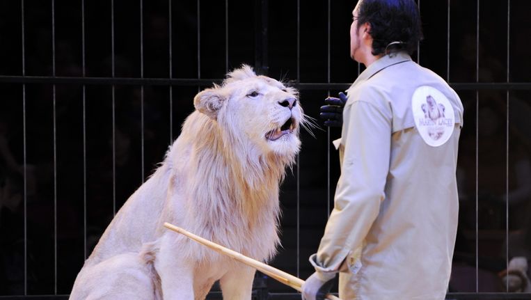 Circustrainer Martin Lacey traint een leeuw in het circus in Munchen. Beeld anp