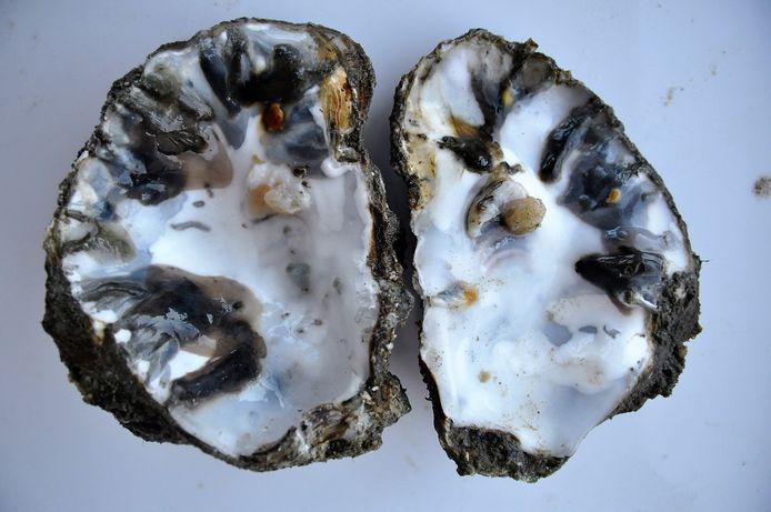 Een door de  Polydora websteri aangetaste oester. De worm veroorzaakt zwarte blaarachtige beschadigingen aan de binnenkant van schelp.