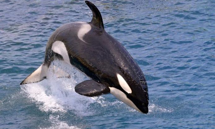 Een orka.
