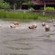 Zwemmen met zestien golden retrievers