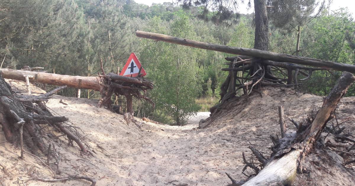 mountainbiker gewond door gespannen staalkabel in bos ossendrecht erg zorgwekkend bergen op zoom ad nl
