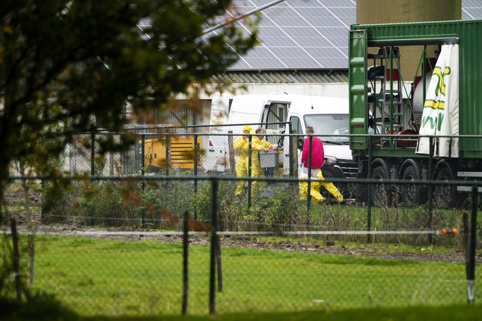 Medewerkers van de Nederlandse Voedsel- en Warenautoriteit (NVWa) ruimen een pluimveebedrijf nadat er een zeer besmettelijke variant van de vogelgriep is vastgesteld. Archiefbeeld.