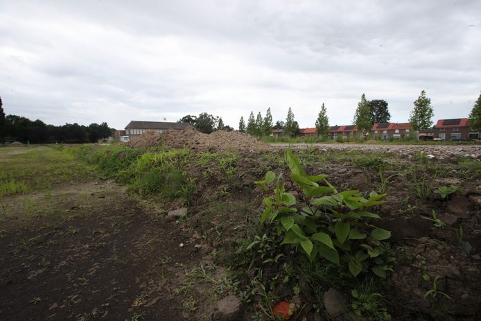 De Japanse duizendknoop is opgedoken op een bouwterrein in Deurne.