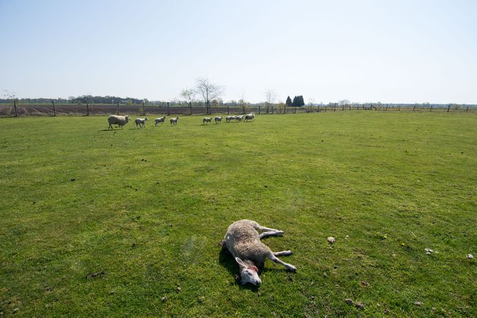 Volgens Welkom Wolf beginnen de aanvallen op schapen net wanneer ook het jachtseizoen start.