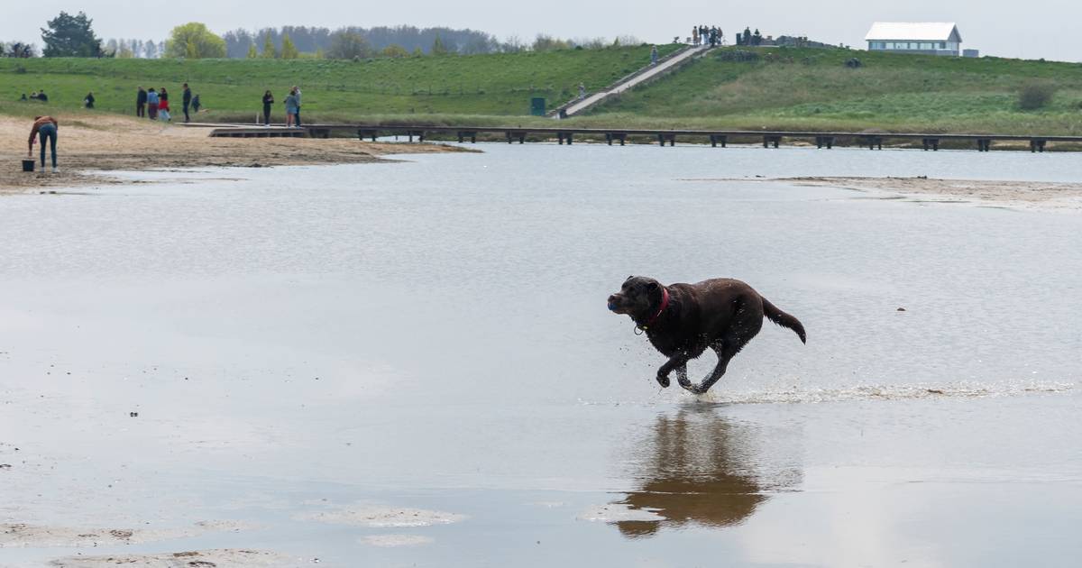 Toeristen schrikken van mogelijk hondenverbod: dan ga ik ergens anders naar toe