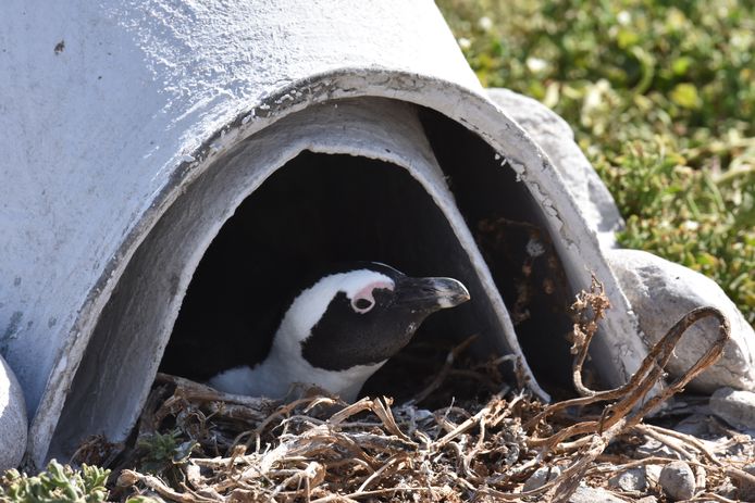 Een pinguin maakt dankbaar gebruik van een speciale nesthutje.