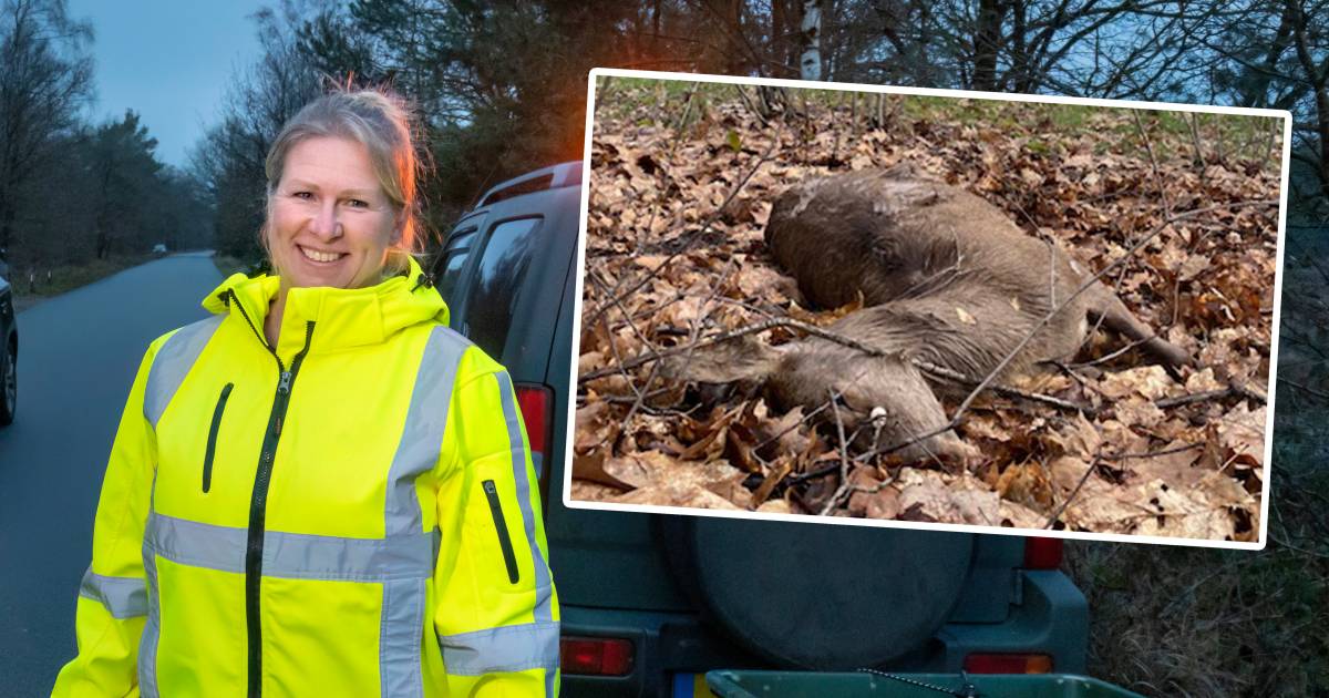Hartverscheurend slagveld op de Veluwe: ‘Niet normaal’ zoveel zwijnen en herten aangereden.