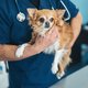 Zo zielig: 24 chihuahua’s zwaar verwaarloosd gedumpt in Geldermalsen