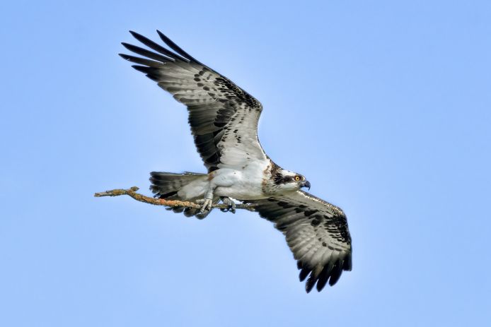 De visarend in de Biesbosch.