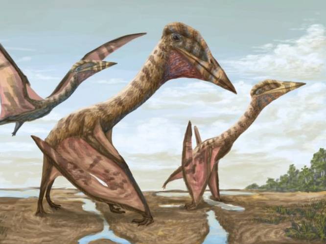 Argentijnse wetenschappers vinden fossiel van ‘draak des doods’