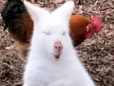 Een wallaby in Halsteren