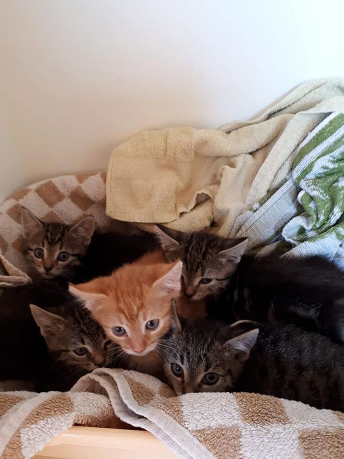 De vijf gedumpte kittens in Abcoude.