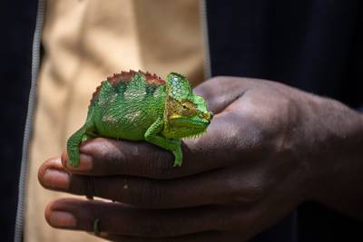21 reptielen verstopt in sokken ontdekt door Franse Douane