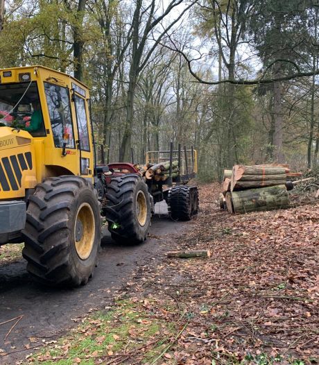 Elfrink roept op tot staken massale kap van bomen park Gulden Bodem Arnhem