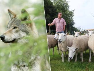 Is doortocht van Westhoekwolf in West-Vlaanderen voorbij na nieuwe aanval op schapen in Lotenhulle?