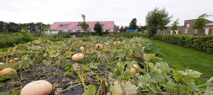 Een moestuin. Foto ter illustratie.