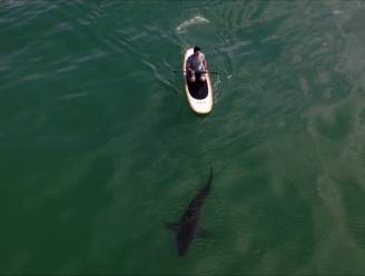 Hier kan je vrij zwemmen tussen 'ongevaarlijke' witte haaien: “Ze lijken niet geïnteresseerd”