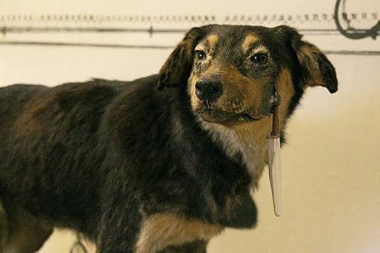 Pavlov Deed Nooit Honden Kwijlen Met Een Bel Wetenschap Planeet Hln Be