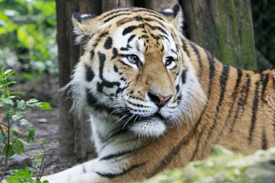 China legaliseert handel in tijger- en neushoornproducten