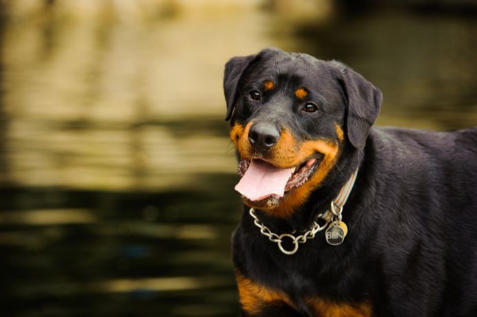 Een illustratiebeeld van een rottweiler.