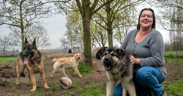 Dierenasiel in Bruchem gaat weer open | Bommelerwaard | bd.nl - BD.nl
