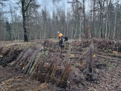 Aanplantdag in Asten