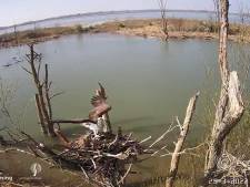 De visarend is al terug in de Biesbosch: vroegste aankomstdatum ooit