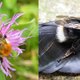 De aardhommel, tuinhommel, boomhommel, akkerhommel, en ga zo maar door