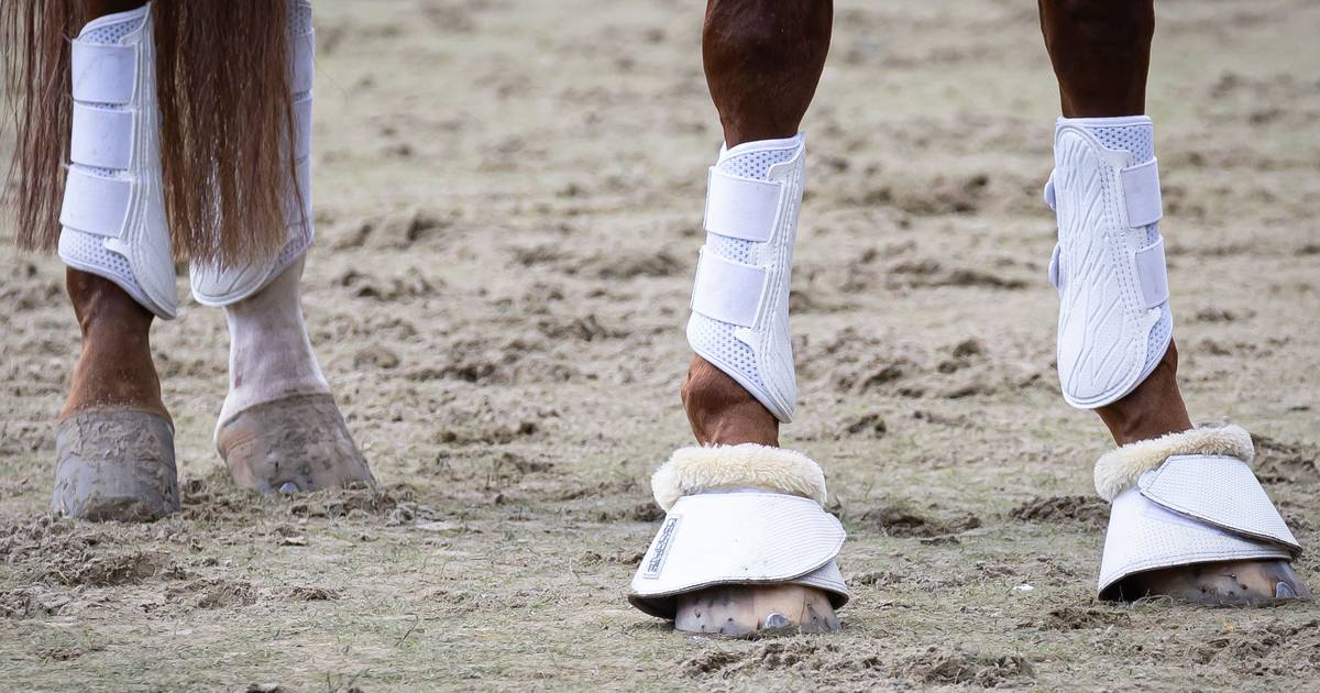 Ondernemer uit Deurningen moet levensgevaarlijke pony ophalen en alle kosten vergoeden, anders dreig