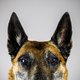 Politie sjoemelde met geurproeven: verdacht vaak wees de hond de dader aan