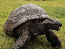 Jonathan, la plus vieille tortue du monde, fête ses 190 ans