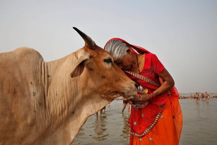 Een Indiase vrouw knuffelt een koe in de Ganges Beeld AP