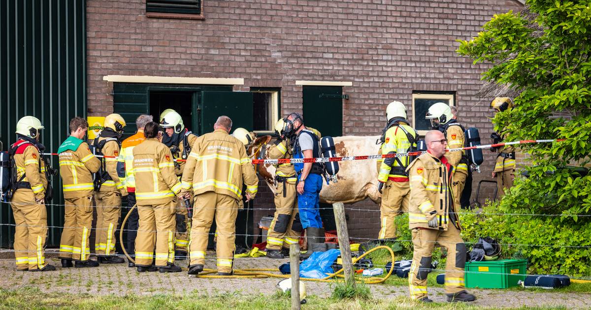 Koe in blinde paniek veroorzaakt chemische reactie in Wapenveld: boer naar ziekenhuis, dier bevrijd