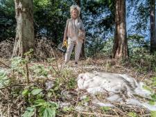 Onthoofde zwanen in Delfts stadspark: ‘Mogelijk is hier sprake van botulisme’