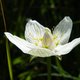 Dit is misschien wel de mooiste bloem van het universum