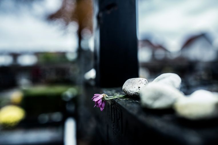 Steentjes die bezoekers achterlieten op het graf van Jotie T'Hooft in Oudenaarde. Beeld Franky Verdickt