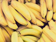 Trois tonnes de cocaïne pure d'une valeur d'un milliard d'euros découvertes dans une cargaison de bananes en Italie
