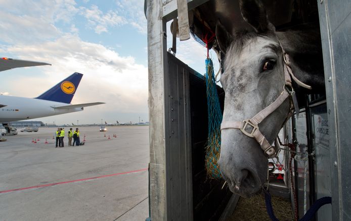 Nederlandse paarden gaan de hele wereld over.