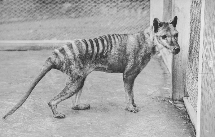 Si ritiene che la tigre della Tasmania si sia estinta nel 1936.