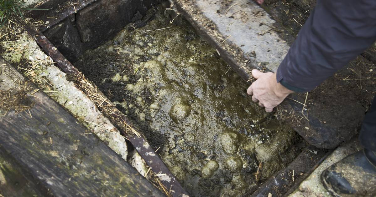 Two million liters of liquid fertilizer leak into German lake Abroad World Today News